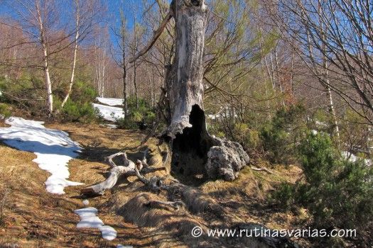 Árbol hueco en la subida al Cuchao