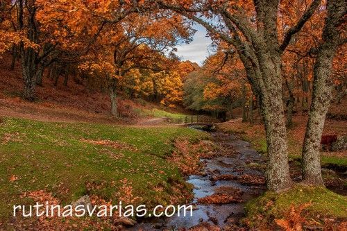 Praderas de la Garganta de la Yedra en el Castañar de El Tiemblo (4)